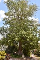 Ceiba pentandra - Хлопковое дерево