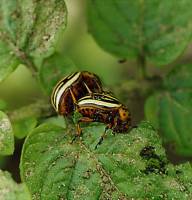 Leptinotarsa decemlineata - Жук колорадский (картофельный)