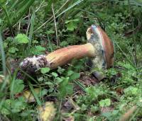 Boletus badius - Польский гриб