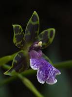 Orchidaceae - unidentified