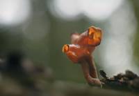 Gyromitra ambigua - Строчок сомнительный
