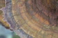Inonotus radiatus - Трутовик лучистый