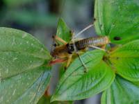 Tettigoniidae - Conocephalinae - Мечники