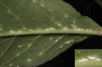 Unaspis euonymi - Щитовка бересклетовая