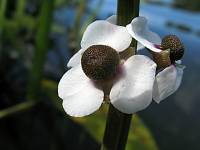 Alismataceae - Частуховые