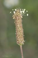 Plantago lanceolata - Подорожник ланцетный