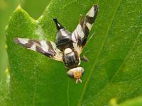 Urophora cardui - Пестрокрылка бодяковая