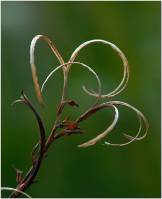 Onagraceae - Кипрейные  или Ослинниковые