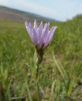 Podospermum purpureum - Козелец пурпурный