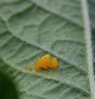 Leptinotarsa decemlineata - Жук колорадский (картофельный)