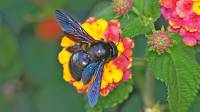 Xylocopa valga - Пчела-плотник