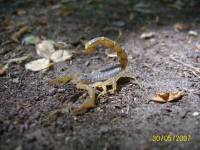 Скорпион пестрый (Buthus eupeus)