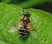 Eristalis - Пчеловидки, или ильницы