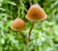 Galerina hypnorum - Галерина моховая