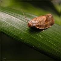 Tortricidae - Листовертки