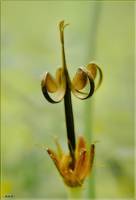 Caryophyllaceae - Гвоздичные