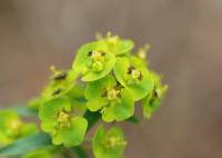 Euphorbia - Молочай