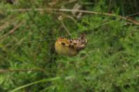 Araneus quadratus - Крестовик четырёхпятнистый (луговой)