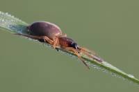 Clubionidae - Пауки-мешкопряды
