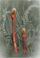 Phelypaea coccinea - Дифелипея красная