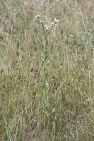 Erigeron annuus subsp. annuus - Мелколепестник однолетний