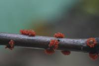 Nectria cinnabarina - Нектрия киноварно красная