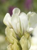 Hedysarum grandiflorum - Копеечник крупноцветковый