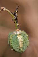 Zonocerus variegatus