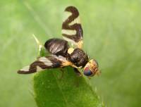 Urophora cardui - Пестрокрылка бодяковая
