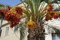Phoenix - Финиковая пальма
