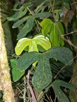 Philodendron panduriforme var. panduriforme