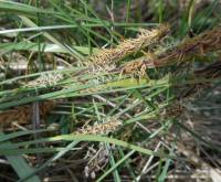 Carex flacca - Осока повислая