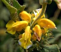 Phlomis fruticosa - Зопник кустарниковый