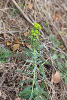 Euphorbia - Молочай