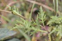 Rorippa × armoracioides - Жерушник хреновидный, Жерушник Турчанинова