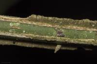Unaspis euonymi - Щитовка бересклетовая