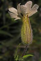Caryophyllaceae - Гвоздичные