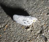 Metcalfa pruinosa - Цикадка белая
