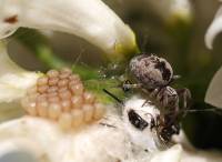 Dictynidae - Диктиновые пауки-ткачи
