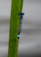 Enallagma cyathigerum - Стрелка голубая