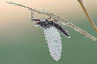 Ephemeroptera - Поденки