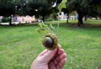 Quercus calliprinos - Дуб калепринский, Дуб палестинский