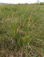 Carex flacca - Осока повислая