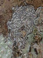Halegrapha mucronata