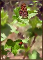 Araschnia levana - Пестрокрыльница весенне-летняя