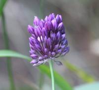 Allium rotundum - Лук округлый
