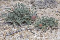 Astragalus lasiophyllus - Астрагал мохнатолистный, Астрагал Палласа