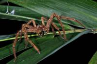 Sparassidae - Гигантские пауки-крабы, банановые пауки