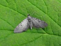 Eupithecia indigata - Пяденица цветочная сосновая