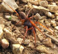 Dysderidae - Трубковые пауки